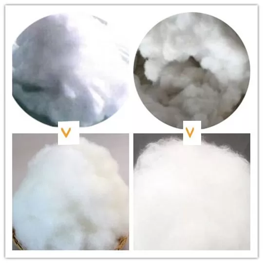 Fiber cotton before and after processing